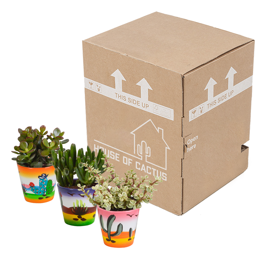 Crassula mix (jadeplant) – Ø9 cm, 18 cm hoog