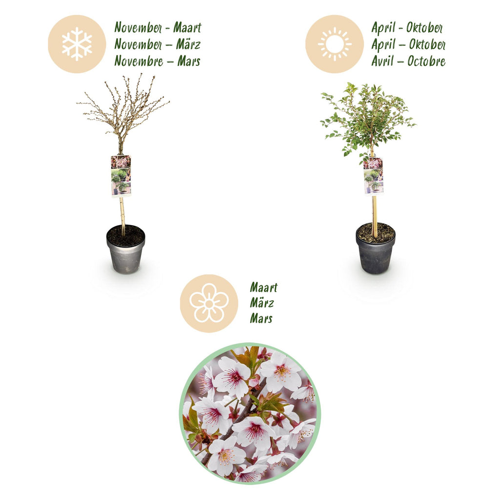 Prunus incisa 'Koujou-no-mai' (prunier d'ornement) sur tige – Ø 19 cm, 90 cm de haut – photo 9
