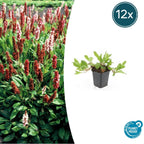 Persicaria aff. 'Darjeeling Red' (knotweed) – 12 plants, Ø9 cm, 10–25 cm high