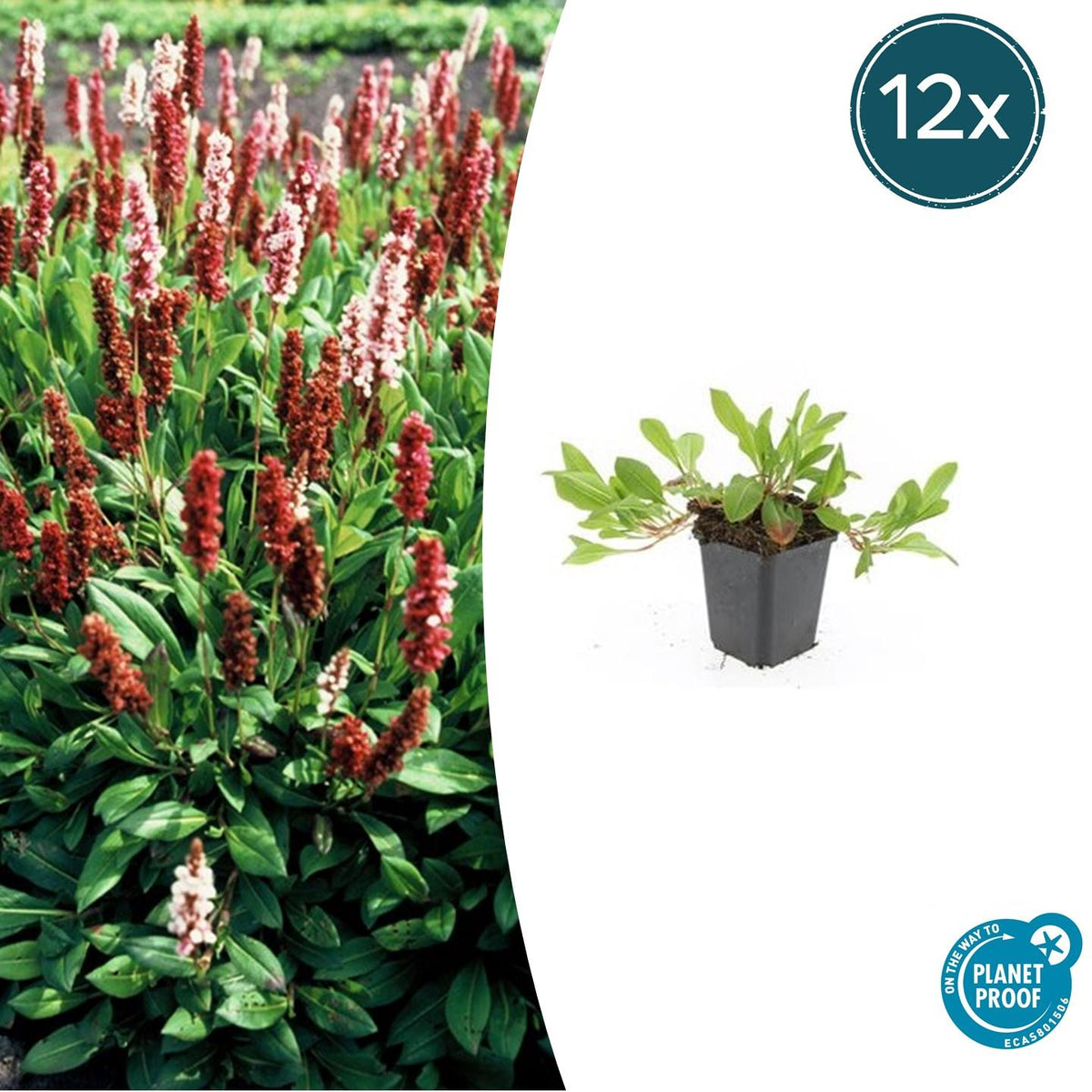 Persicaria aff. 'Darjeeling Red' (knotweed) – 12 plants, Ø9 cm, 10–25 cm high – photo 2