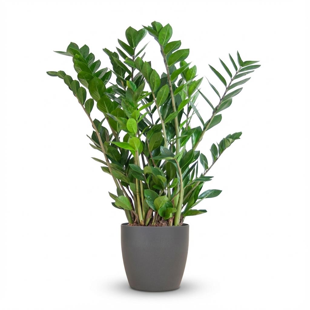 Zamioculcas zamiifolia (ZZ-Pflanze) im grauen Potter-Dekotopf – Ø 21 cm, 80 cm hoch