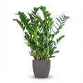 Zamioculcas zamiifolia (ZZ-Pflanze) im grauen Potter-Dekotopf – Ø 21 cm, 80 cm hoch