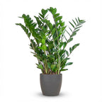Zamioculcas zamiifolia (ZZ-Pflanze) im grauen Potter-Dekotopf – Ø 21 cm, 80 cm hoch
