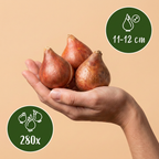Tulpenmix 'Blueberry' – 280 bloembollen (bolmaat 11/12)