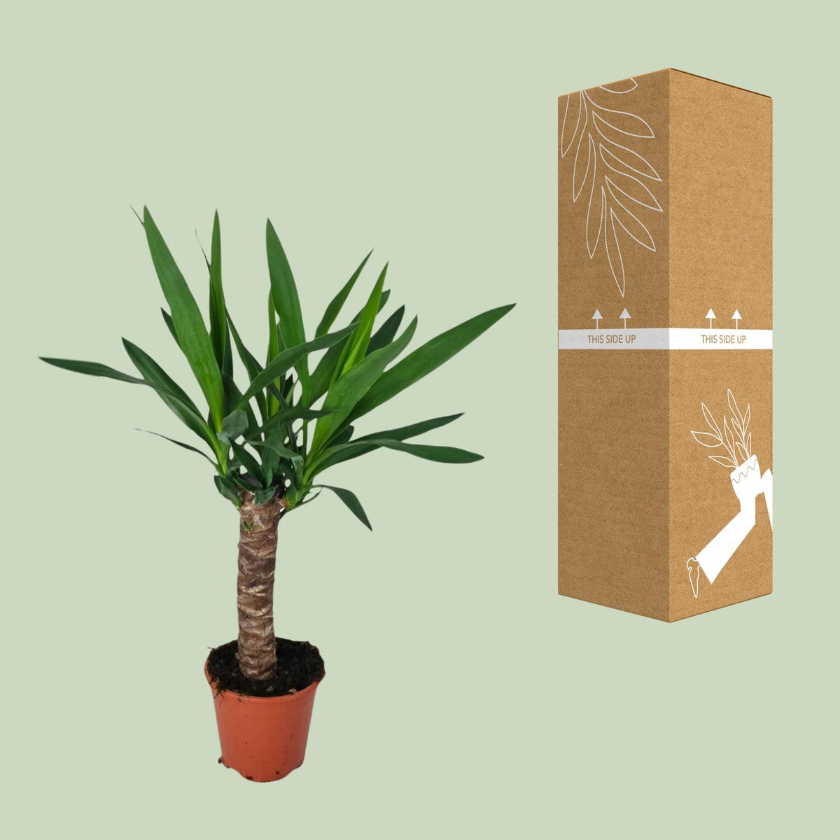 Yucca – Ø14 cm, 60 cm høj