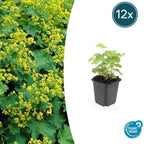 Alchemilla mollis (lady's mantle) – 12 plants, Ø9 cm, 10–25 cm tall