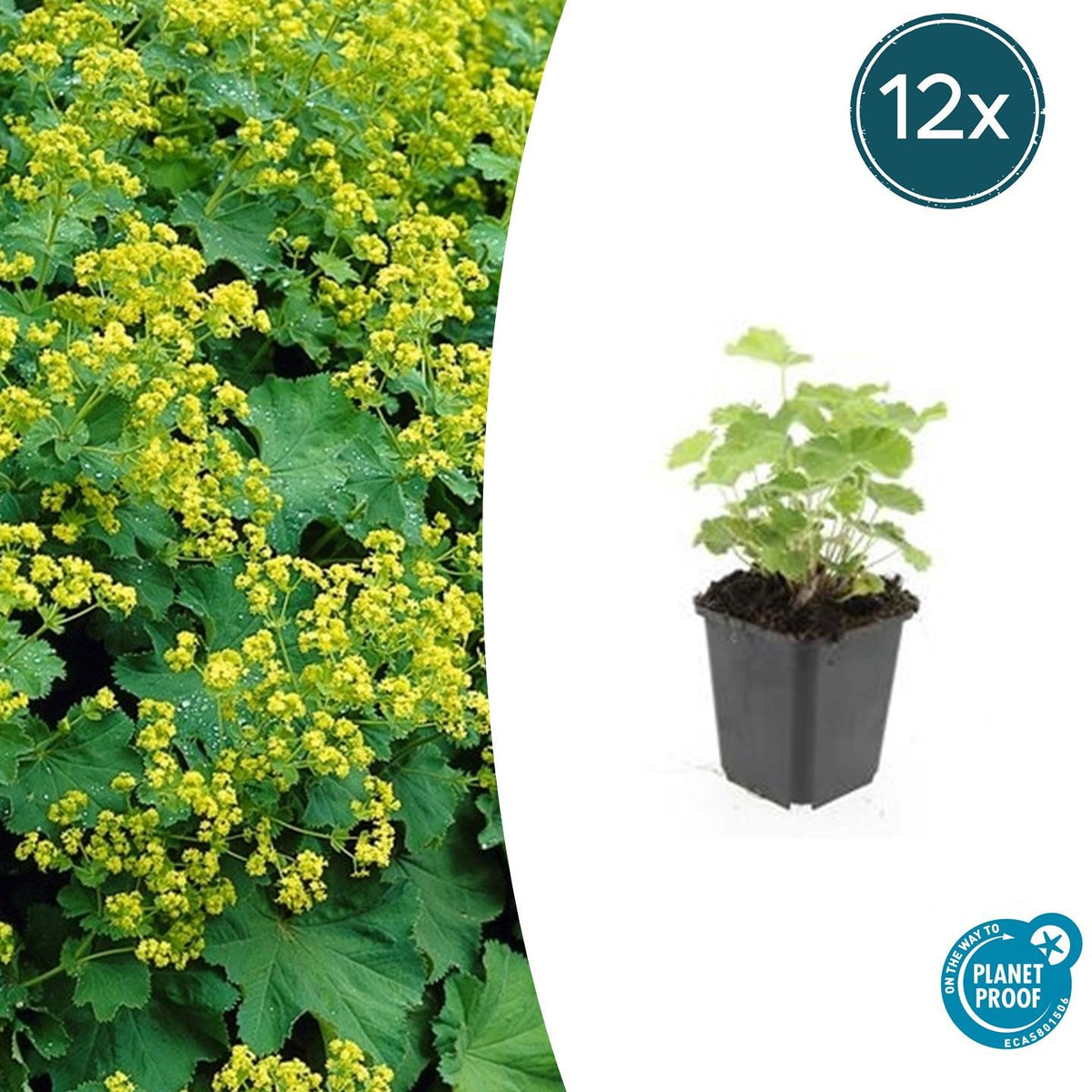 Alchemilla mollis (lady's mantle) – 12 plants, Ø9 cm, 10–25 cm tall – photo 2