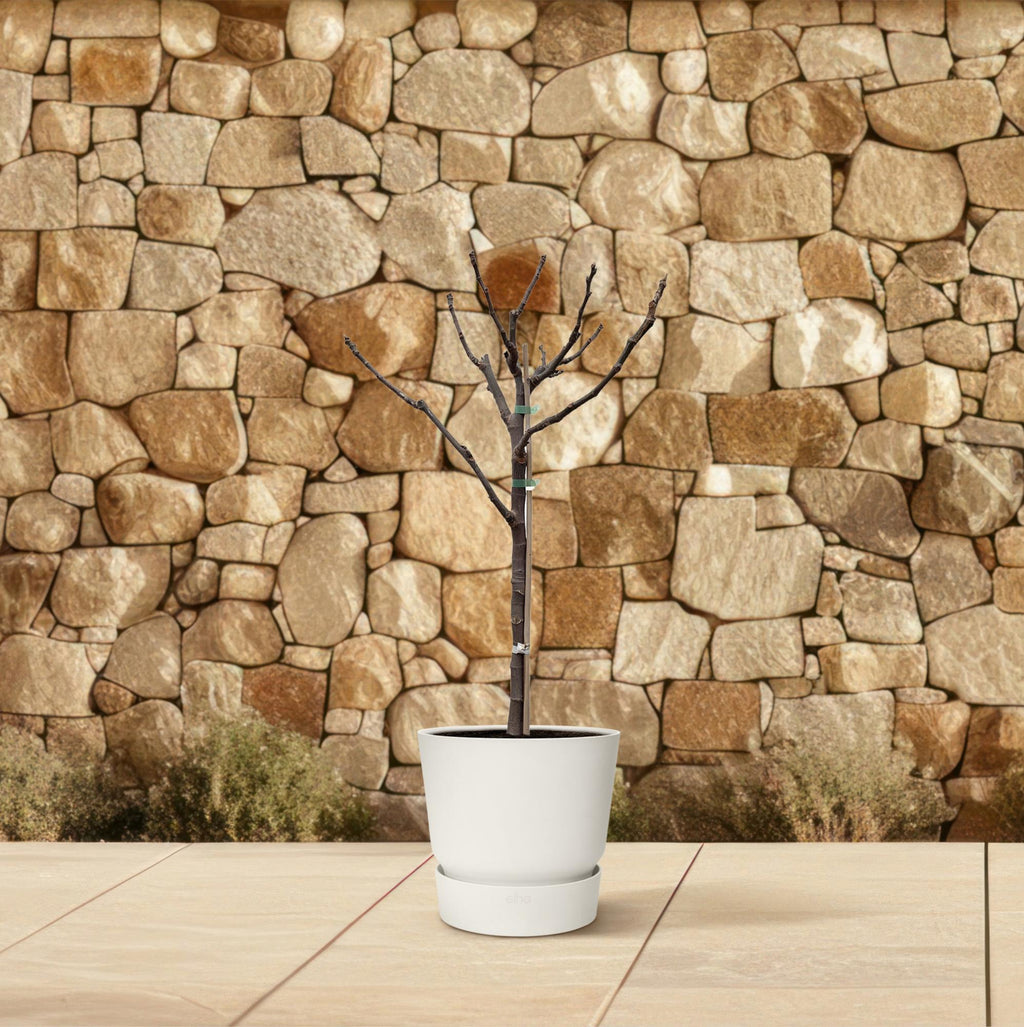 Ficus carica (common fig) standard – Ø20 cm, 100 cm high – photo 4