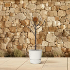 Ficus carica (common fig) standard – Ø20 cm, 100 cm high