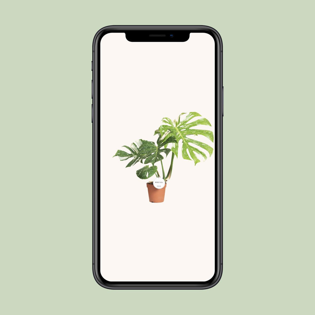 Monstera Thai Constellation (Fensterblatt) – Ø 15 cm, 40–50 cm hoch
