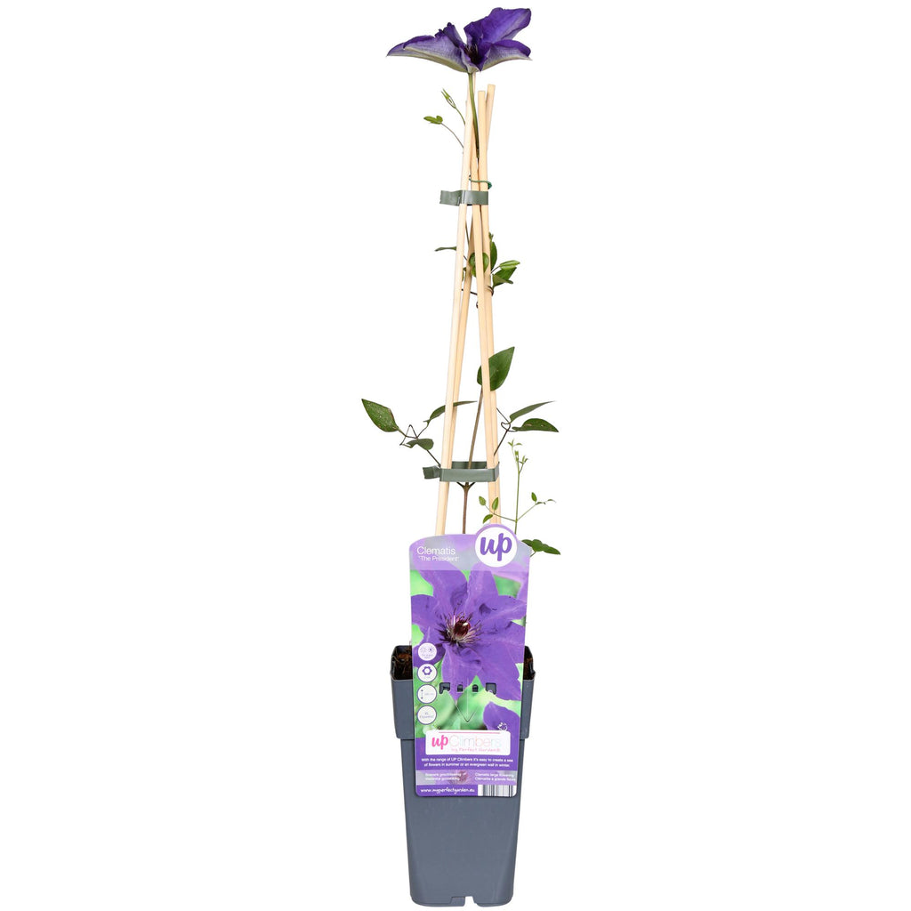 Clematis 'The President' (Waldrebe) – Ø15 cm, 65 cm hoch