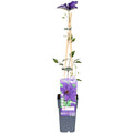 Clematis 'The President' (Waldrebe) – Ø15 cm, 65 cm hoch