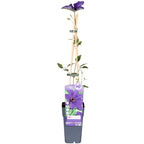 Clematis 'The President' (Waldrebe) – Ø15 cm, 65 cm hoch