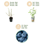 Vaccinium corymbossum 'Goldtraube' (blueberry) – 6 plants, Ø9 cm, 35 cm high