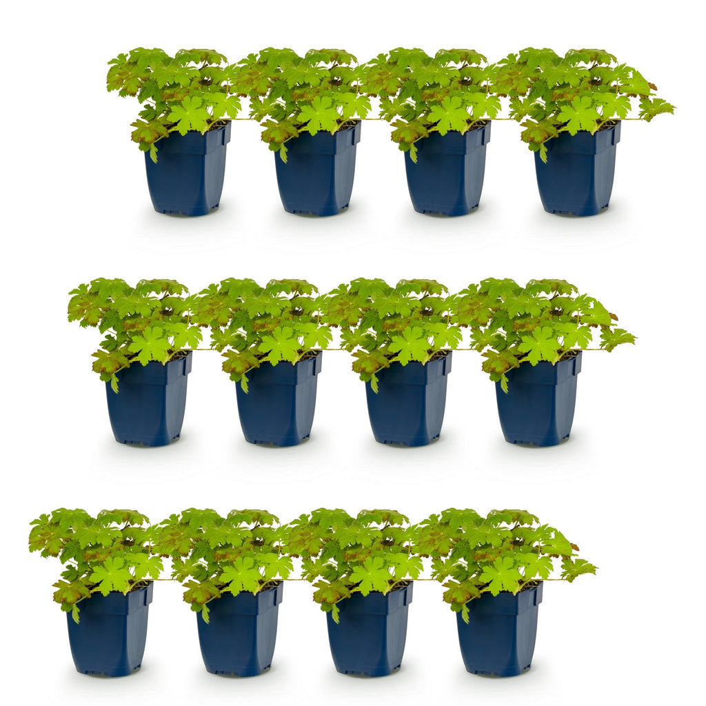 Geranium macrorrhizum (géranium vivace) – rose – 12 plants, Ø11 cm, 15–25 cm de haut – photo 2