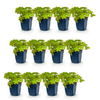Geranium macrorrhizum (géranium vivace) – rose – 12 plants, Ø11 cm, 15–25 cm de haut