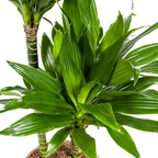 Dracaena Deremensis Green Jewel (arbre dragonnier) – Ø19 cm, 70–90 cm de haut