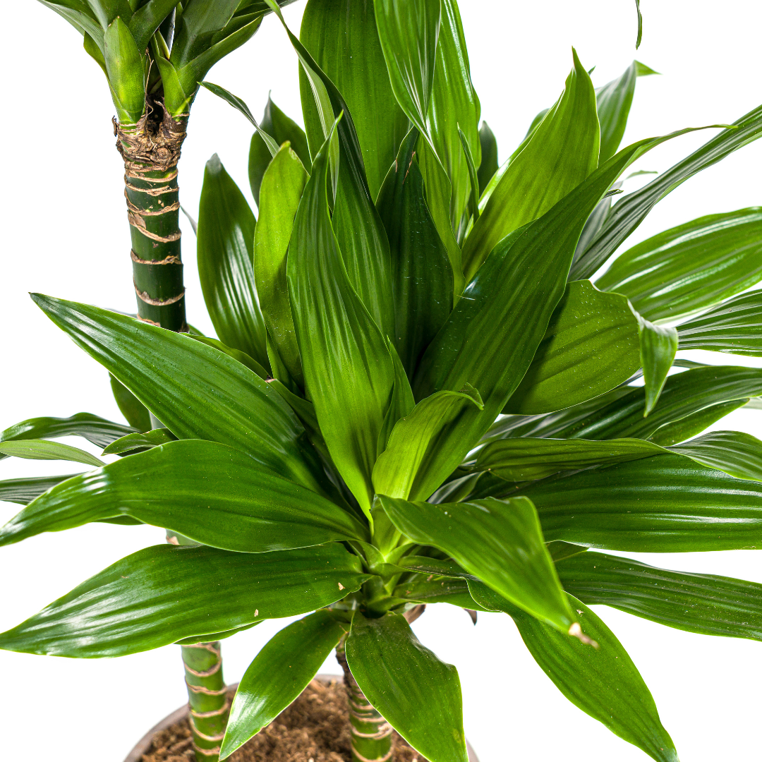 Dracaena Deremensis Green Jewel (drakenboom) – Ø19 cm, 70–90 cm hoog