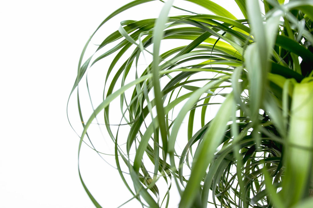 Beaucarnea XXL (patte d’éléphant) – Ø34 cm, 180 cm de haut – photo 5
