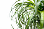 Beaucarnea XXL (patte d’éléphant) – Ø34 cm, 180 cm de haut