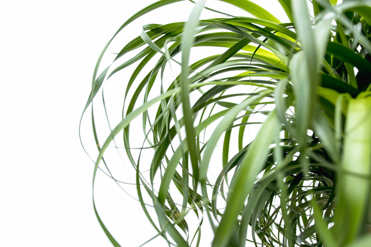 Beaucarnea XXL (olifantspoot) – Ø34 cm, 180 cm hoog