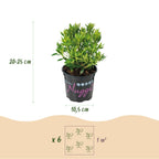 Rhododendron 'Bloombux Light Pink' (rododendron) – 3 planten, Ø11 cm, 20–25 cm hoog