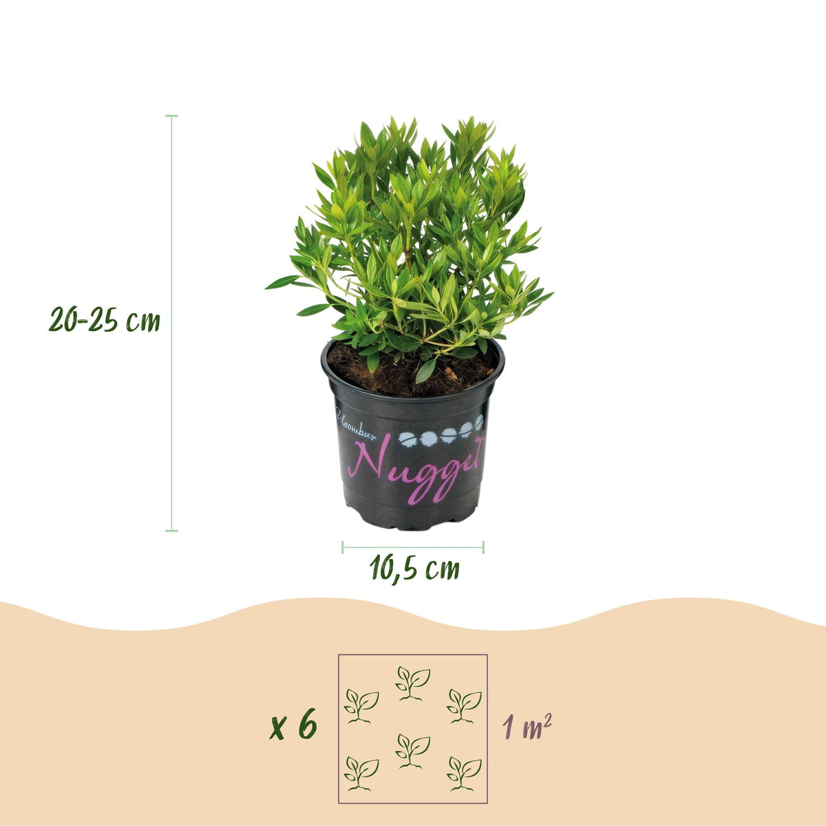 Rhododendron 'Bloombux Light Pink' (rododendron) – 3 planten, Ø11 cm, 20–25 cm hoog – foto 3