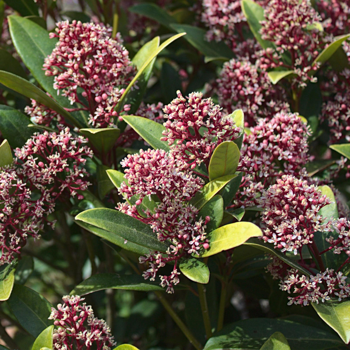 Skimmia japonica 'Rubella' – rot – 3 Pflanzen, Ø11 cm, 25 cm hoch – Bild 5