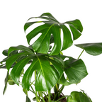 Monstera deliciosa Tauerii (gatenplant) met mand – Ø21 cm, 70–90 cm hoog
