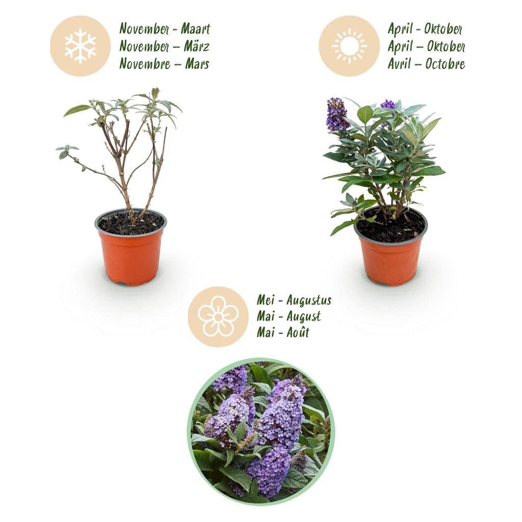 Buddleja davidii 'Butterfly Candy Little' (arbre à papillons) – lilas – 3 plants, Ø12 cm, 20–25 cm de haut – photo 4