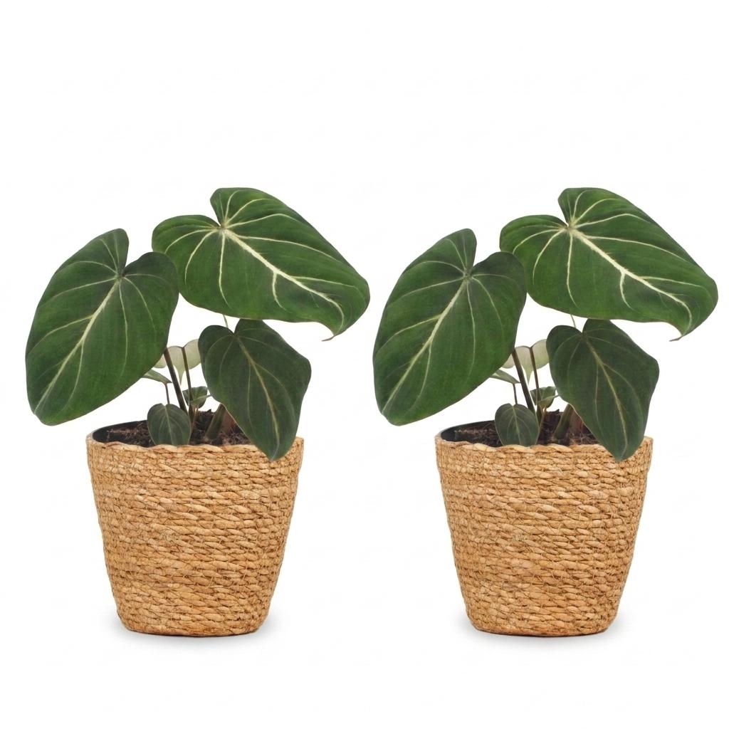 2× Philodendron gloriosum met mand – Ø12 cm, 25 cm hoog
