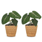 2× Philodendron gloriosum met mand – Ø12 cm, 25 cm hoog