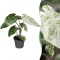 Alocasia Odora Variegata (elefantøre) – Ø6 cm, 15 cm høj