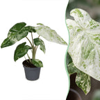Alocasia Odora Variegata (elefantøre) – Ø6 cm, 15 cm høj