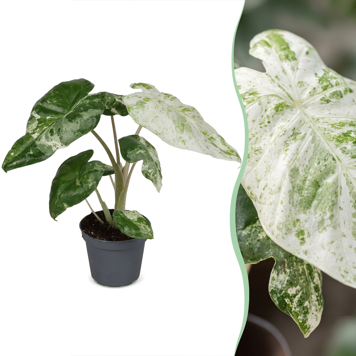 Alocasia Odora Variegata (oreille d'éléphant) – Ø6 cm, 15 cm de haut