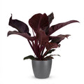 Philodendron Imperial Red en pot de culture gris – Ø19 cm, 60 cm de haut
