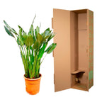 Strelitzia reginae XL (paradijsvogelbloem) – Ø30 cm, 150 cm hoog