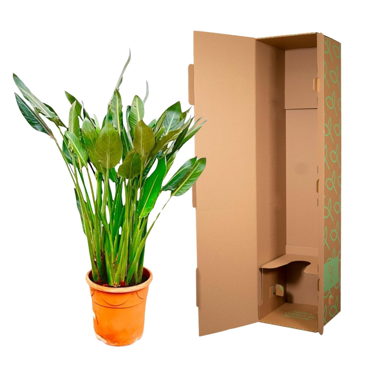 Strelitzia reginae XL (paradijsvogelbloem) – Ø30 cm, 150 cm hoog