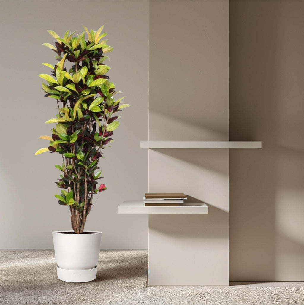 Croton Iceton (Codiaeum) – Ø45 cm, 190 cm hoog