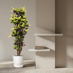 Croton Iceton (Codiaeum) – Ø45 cm, 190 cm hoog