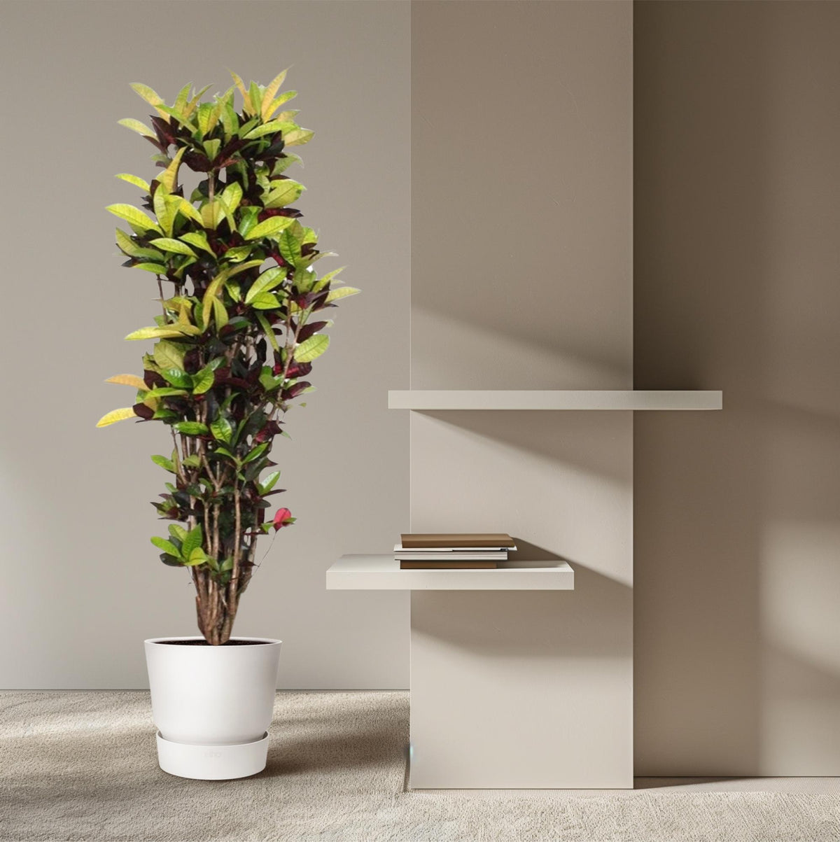 Croton Iceton (Codiaeum) – Ø45 cm, 190 cm hoog