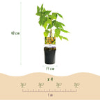 Rubus idaeus 'Fallgold' (gelbe Himbeere) – 2 Pflanzen, Ø11 cm, 40 cm hoch