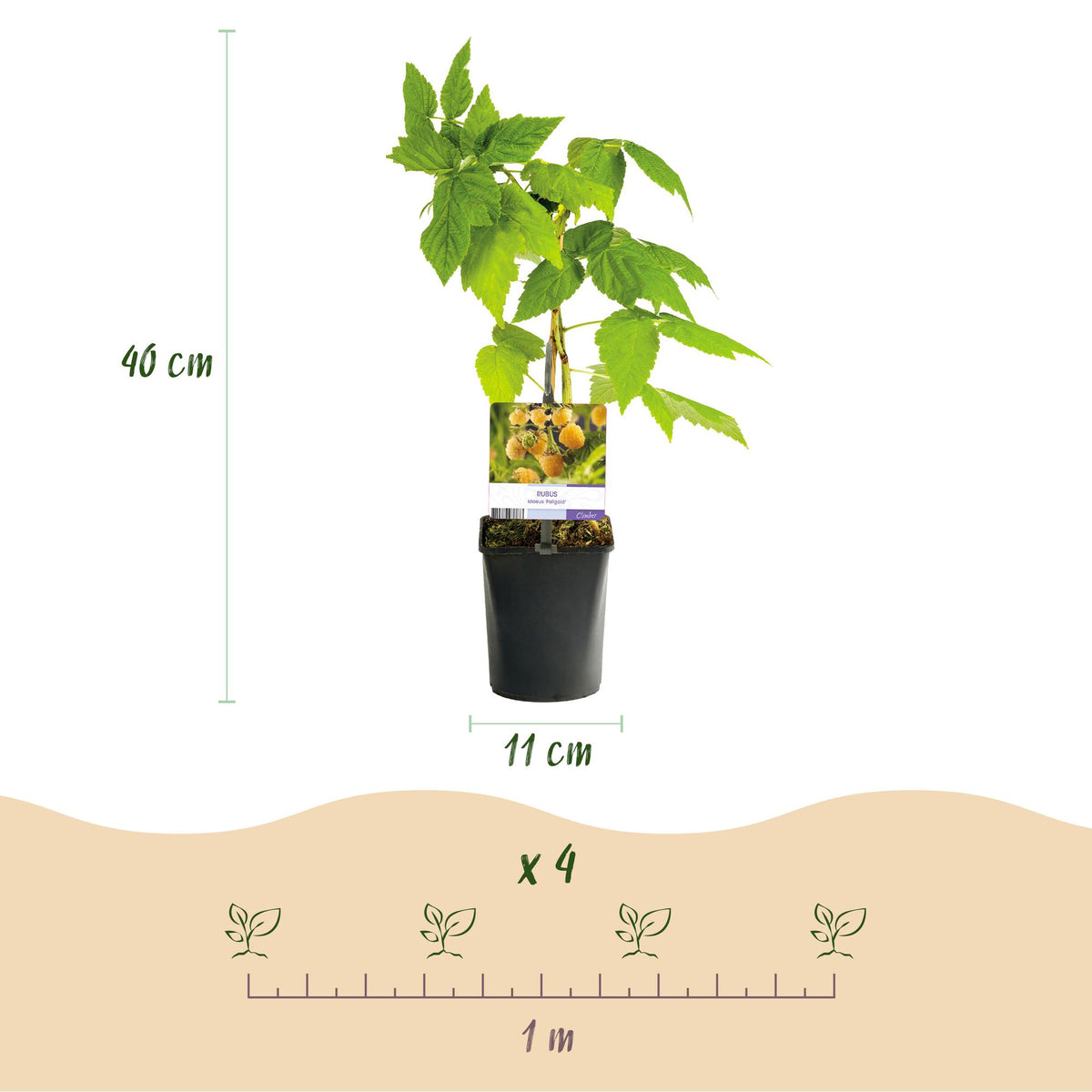 Rubus idaeus 'Fallgold' (gelbe Himbeere) – 2 Pflanzen, Ø11 cm, 40 cm hoch – Bild 3