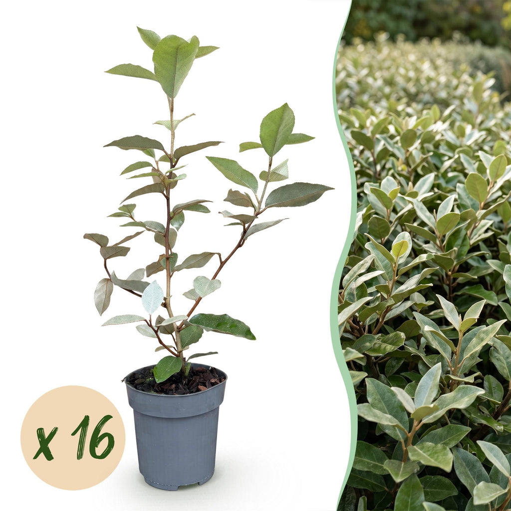 Olijfwilg (Elaeagnus) – 16 planten, Ø9 cm, 25–35 cm hoog