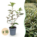 Olijfwilg (Elaeagnus) – 16 planten, Ø9 cm, 25–35 cm hoog