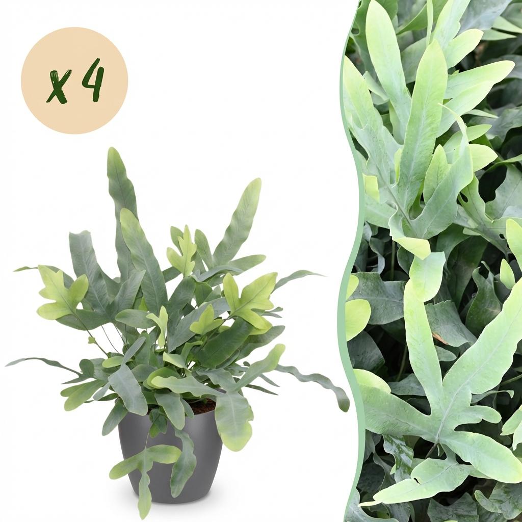 4× Phlebodium aureum Blue Star (blauwvaren) in Potter-sierpot grijs – Ø12 cm, 25 cm hoog