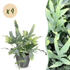 4× Phlebodium aureum Blue Star (blauwvaren) in Potter-sierpot grijs – Ø12 cm, 25 cm hoog