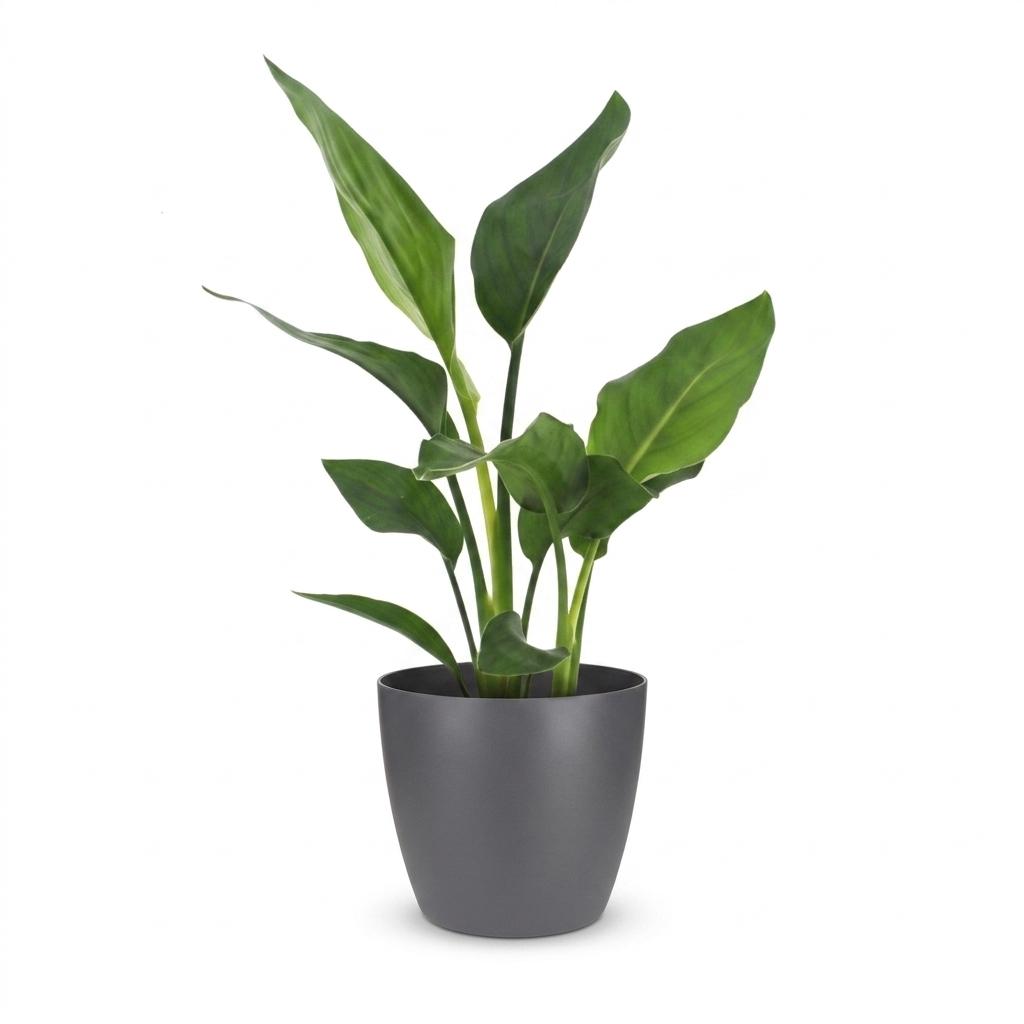 Strelitzia reginae (oiseau de paradis) en pot de décoration gris – Ø12 cm, 35 cm de haut