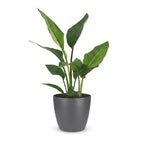 Strelitzia reginae (oiseau de paradis) en pot de décoration gris – Ø12 cm, 35 cm de haut