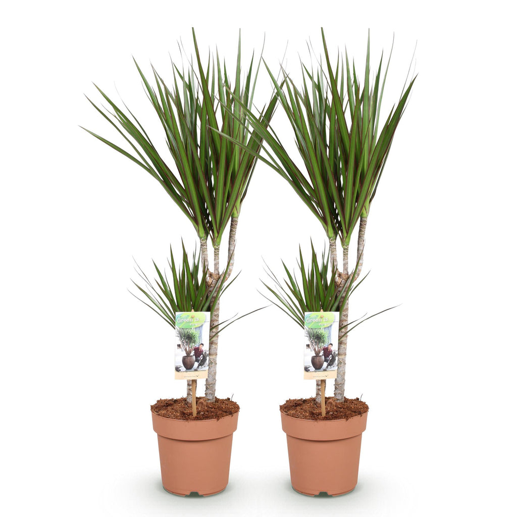 2× Dracaena marginata (drakenboom) – Ø17 cm, 70–80 cm hoog